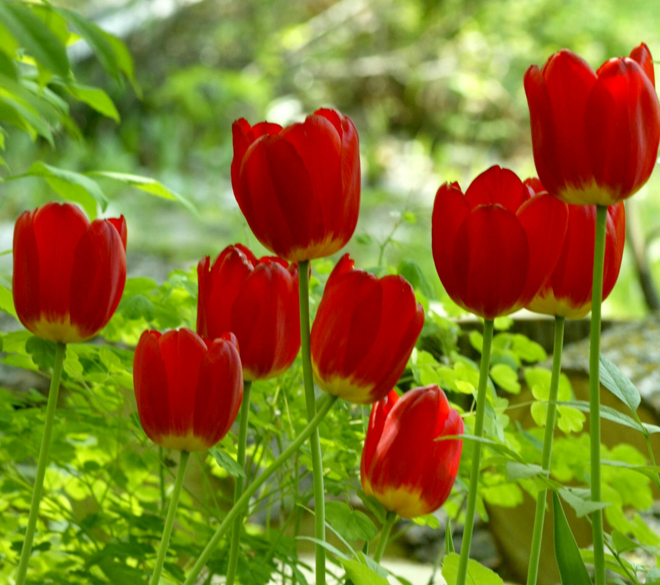 Red Tulips for H&G.