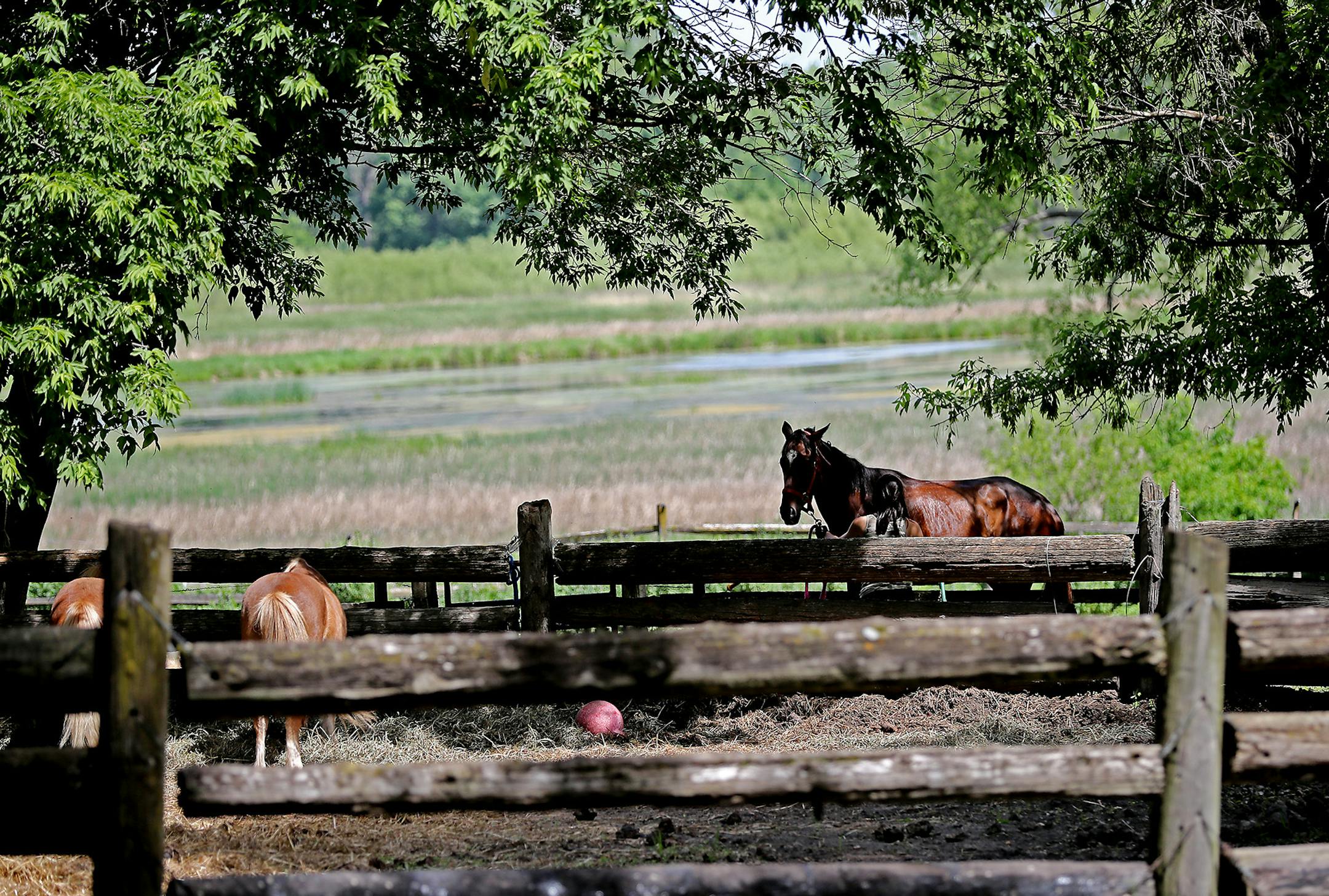 Horses stood near a wildlife refuge site in rural Jordan, Wednesday, June 8, 2016. A controversial proposed gravel mine in rural Jordan is one step closer to happening since the Minnesota Pollution Control Agency approved a permit to move forward in late April. Neighbors of the proposed mine say they are concerned about water quality because a DNR report found the land there is very susceptible to contamination. ] (ELIZABETH FLORES/STAR TRIBUNE) ELIZABETH FLORES • eflores@startribune.com