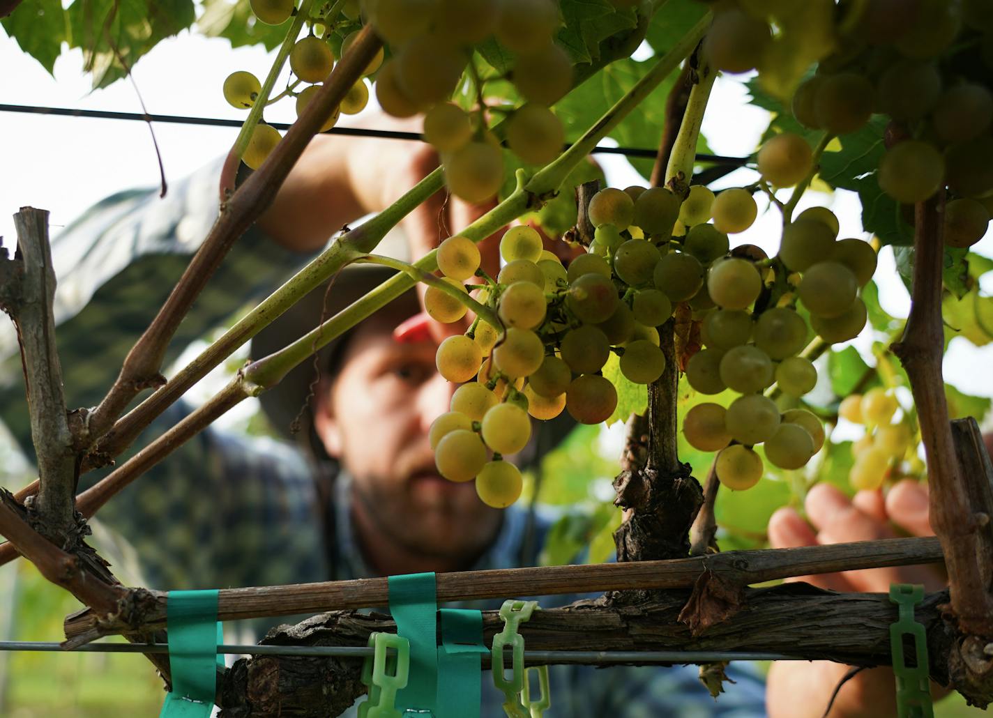 Researcher Colin Zumwalde snipped off a cluster of grapes during the Itasca harvest at the U's Horticultural Research Center in Victoria.