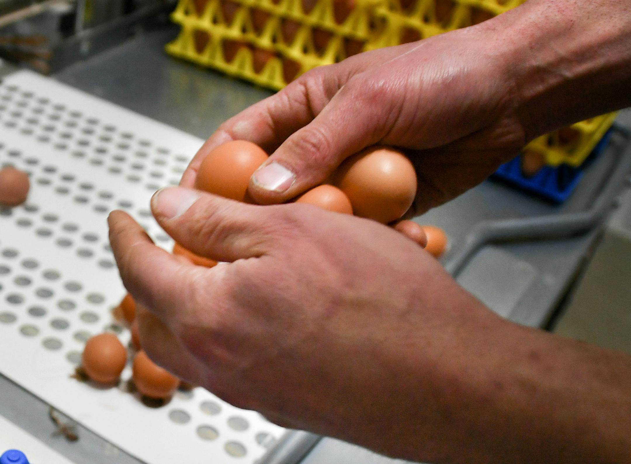 Eggs come into the production house on a conveyor belt and are sorted by hand. His 2500 hens will produce around 200 dozen eggs per day. ] GLEN STUBBE • glen.stubbe@startribune.com Tuesday, March 21, 2017 A new, state-of-the art automated hen house is paying dividends for Aaron Brand, a young Empire Township farmer who specializes in eggs and apples. The barn has resulted in much healthier chickens and more efficient operations, allowing Brand to score contracts to provide eggs to two Hy-