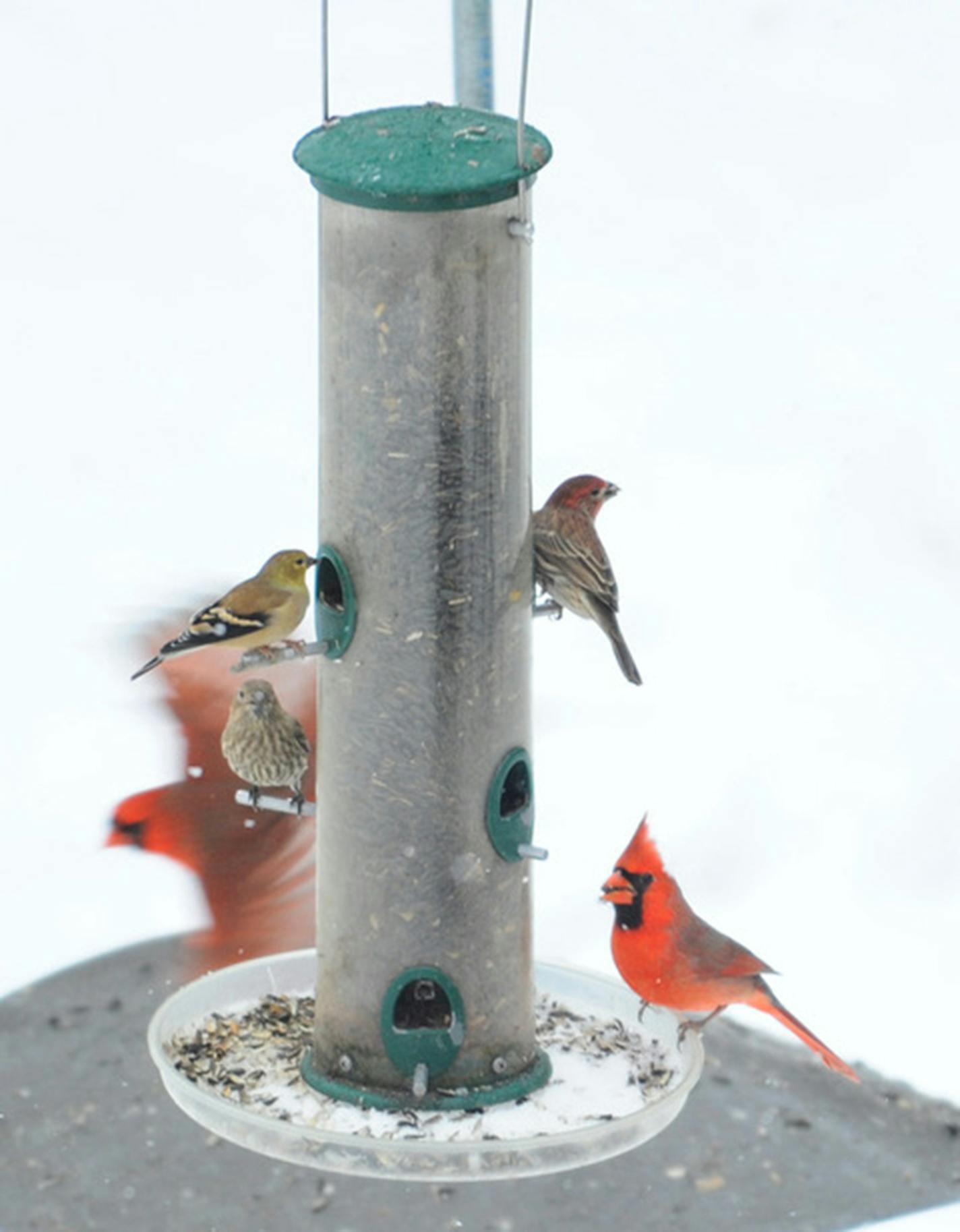 A pair of cardinals and finches at a tube bird feeder.