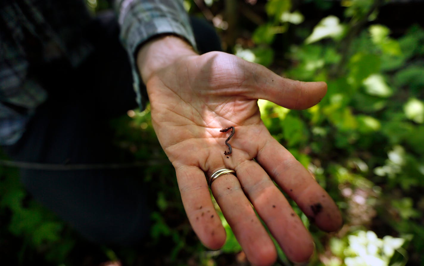 In this photo from 2013, University of Minnesota Ph.D. student David Chaffin holds a juvenile Lumbricus Rubellus, one of the most damaging worm species to the forest floor.