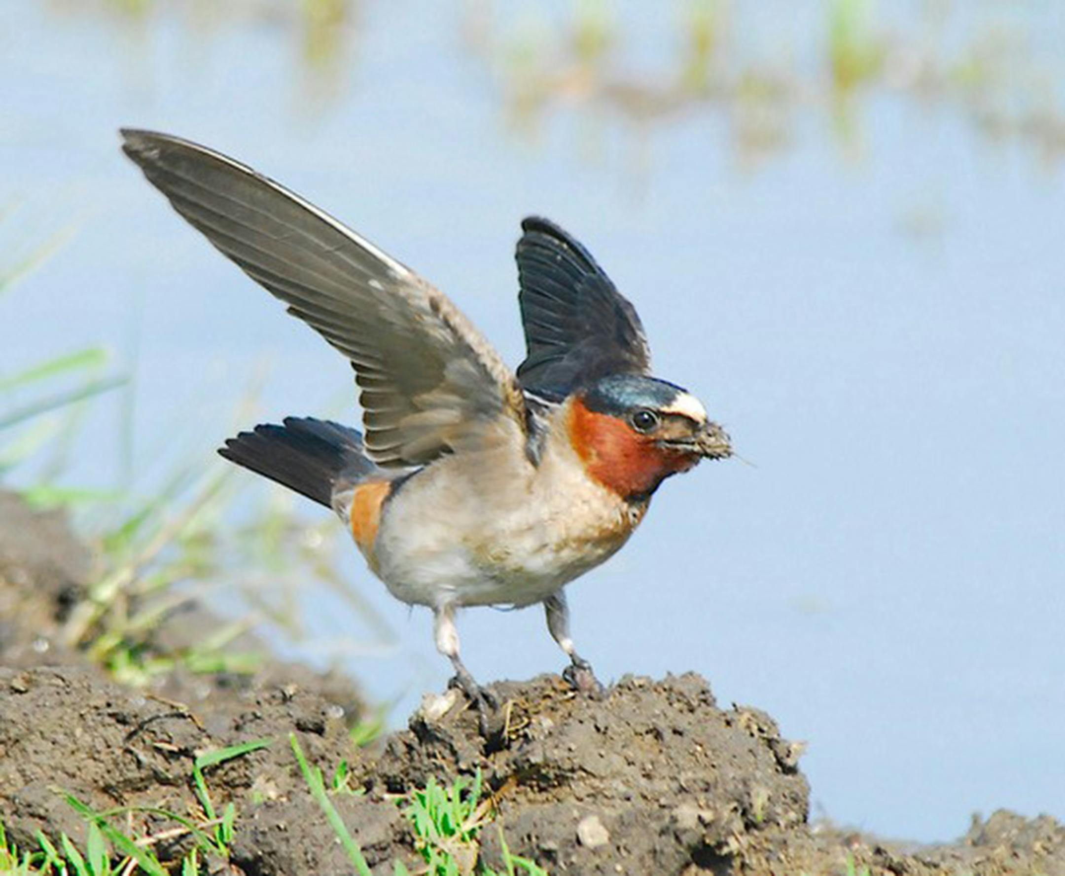A cliff swallow with mud in its beak near water.