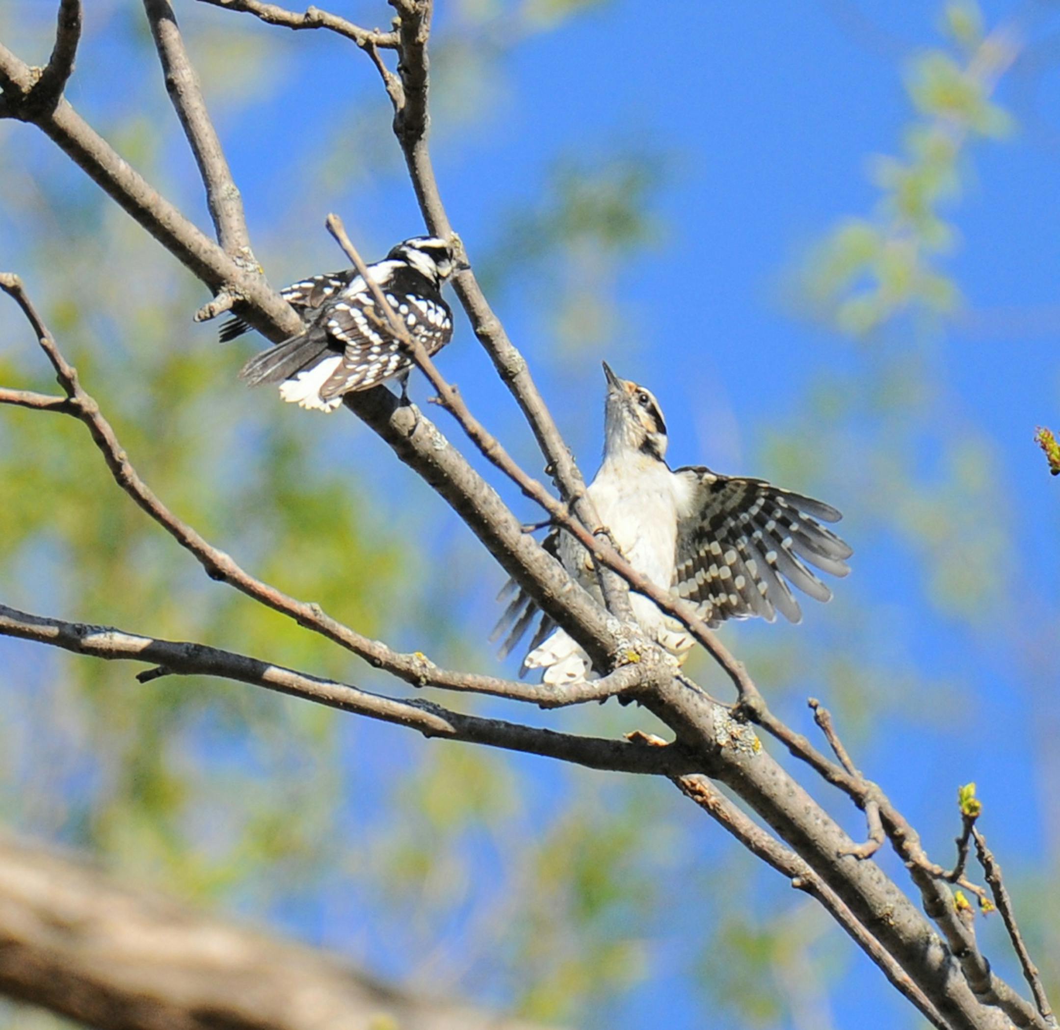Downy woodpecker courtship credit: Jim Williams, special to the Star Tribune