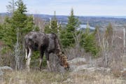 A moose is seen in Isle Royale, Mich., in an undated file photo.