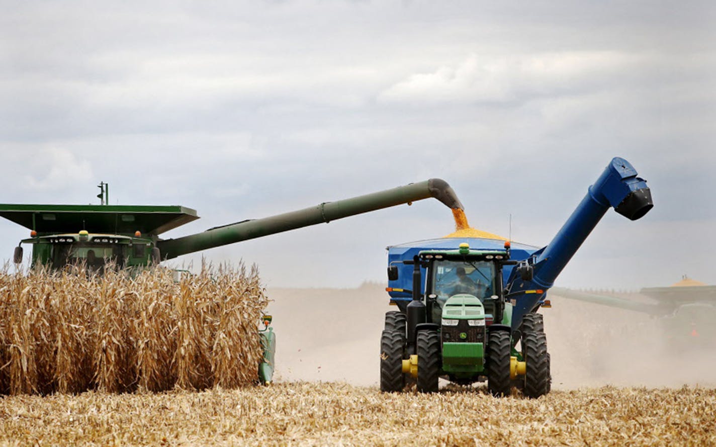 Corn harvested in Northfield, Minn.