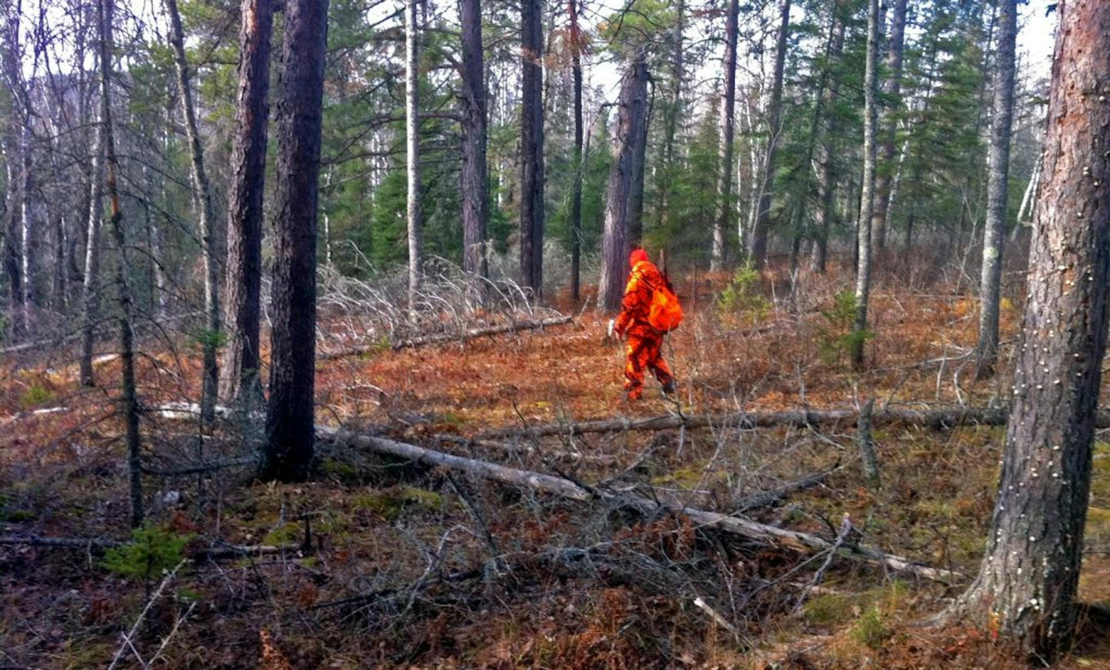 In this file photo, dwarfed by tall pines and winding his way among aspen and jackpine, Brian Anderson of Champlin walked from his deer stand to a spot where he would meet his dad, cousin and uncle for lunch.