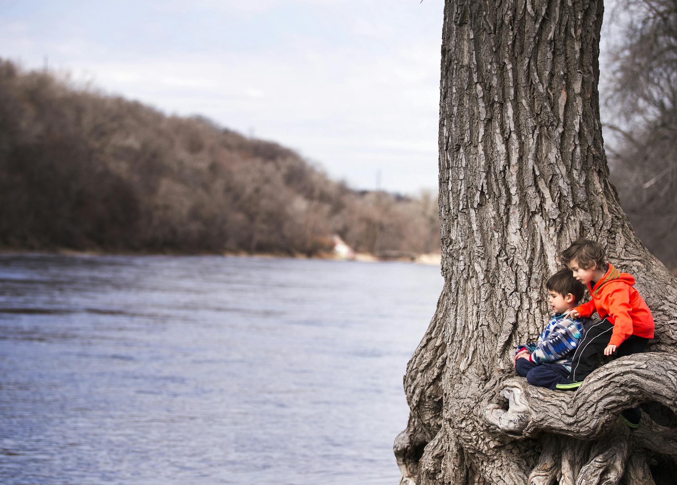 James Cambronne, right, 5, and Archie Johnson, 4, both of Minneapolis, watch the Mississippi River from the perch of a tree at Hidden Falls Regional Park in St. Paul. ] (Leila Navidi/Star Tribune) leila.navidi@startribune.com BACKGROUND INFORMATION: Monday, March 28, 2016. Monday's high was 55 degrees and mostly sunny.