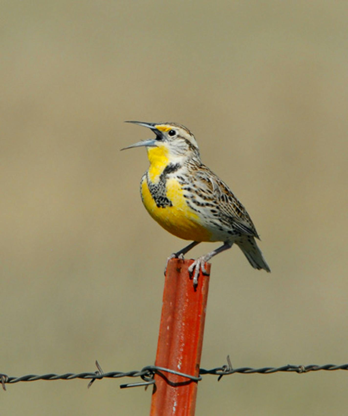 Eastern meadowlark singing