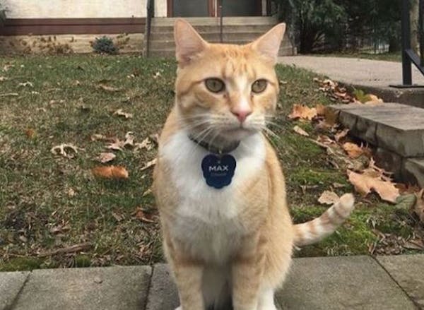 Max, a St. Paul cat, went viral this week for continued attempts to access a Macalester library. (Photo via @cool_cat_max_and_gracie Instagram)