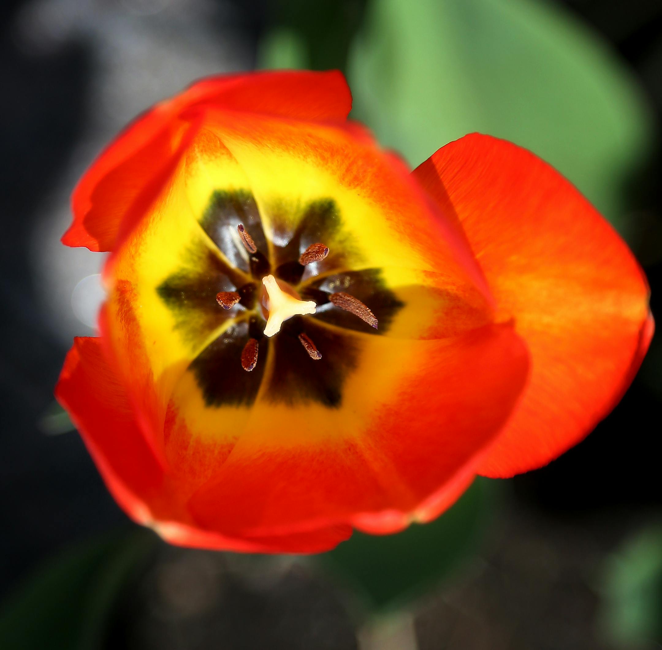 An American Dream tulip, also known as a Darwin hybrid tulip, is in full bloom Tuesday, May 2, 2017, at the Minnesota Landscape Arboretum in Chanhassen, MN.] DAVID JOLES ï david.joles@startribune.com Spring flowers begin to bloom Tuesday, May 2, 2017, at the Minnesota Landscape Arboretum in Chanhassen, MN.