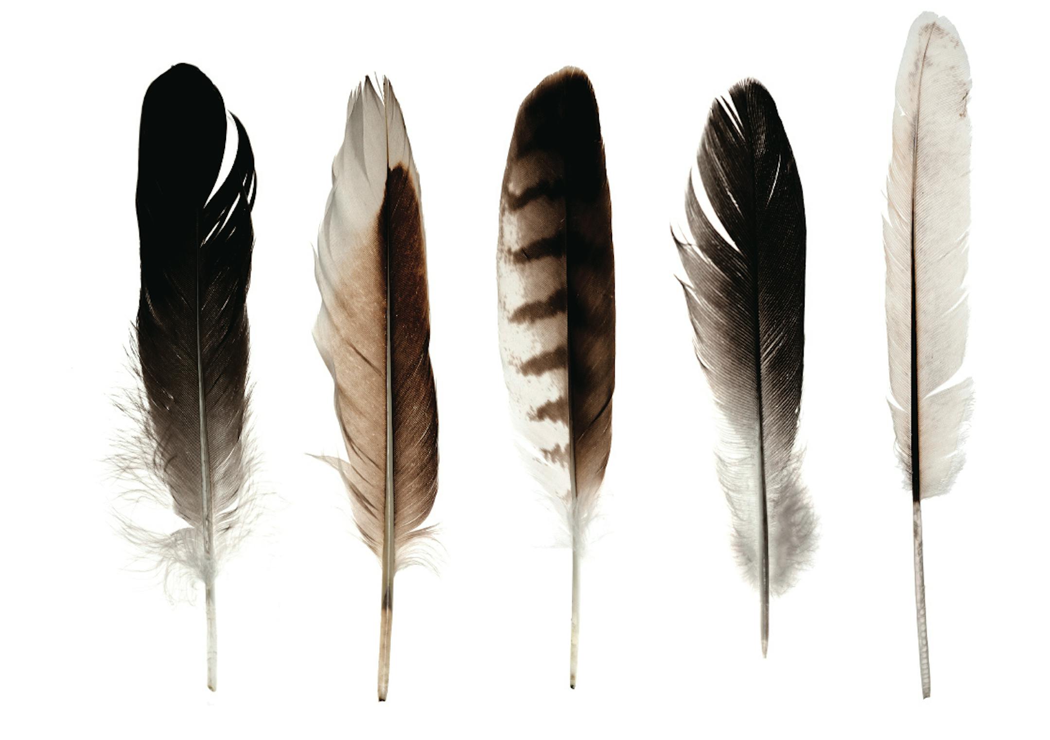 set of ten feathers isolated on white background