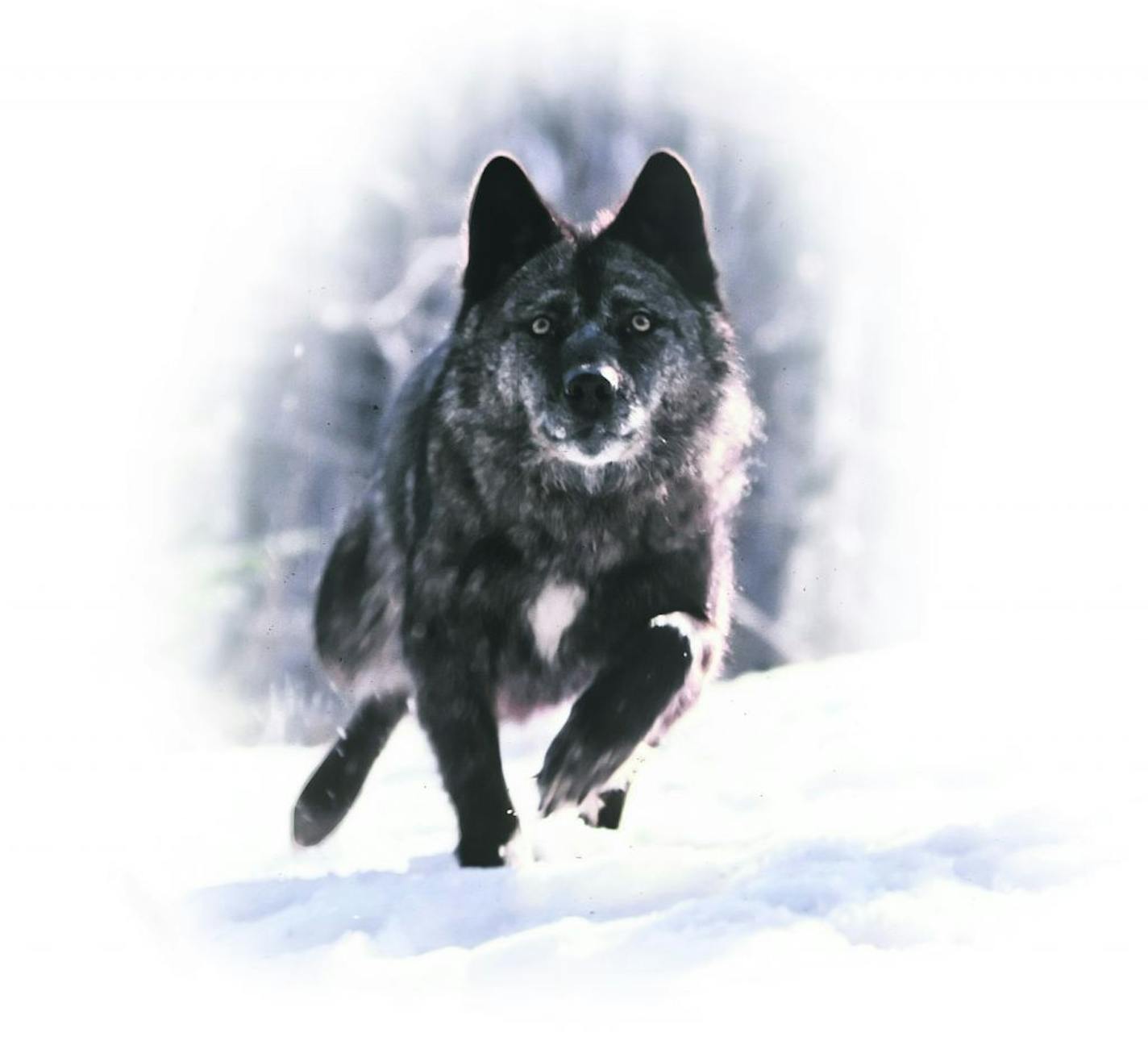 While hunting for deer in winter, wolves can enjoy an advantage, particularly on crusty snow, when they run atop the hard pack and deer, with their hooves, break through.