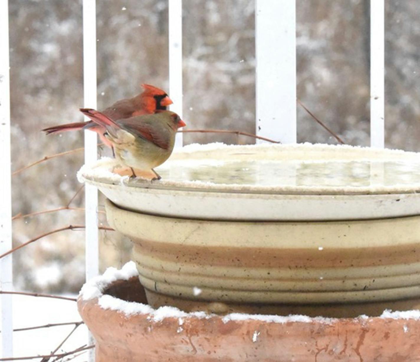 A pair of cardinals perch on the edge of a birdbath on a wintry day.