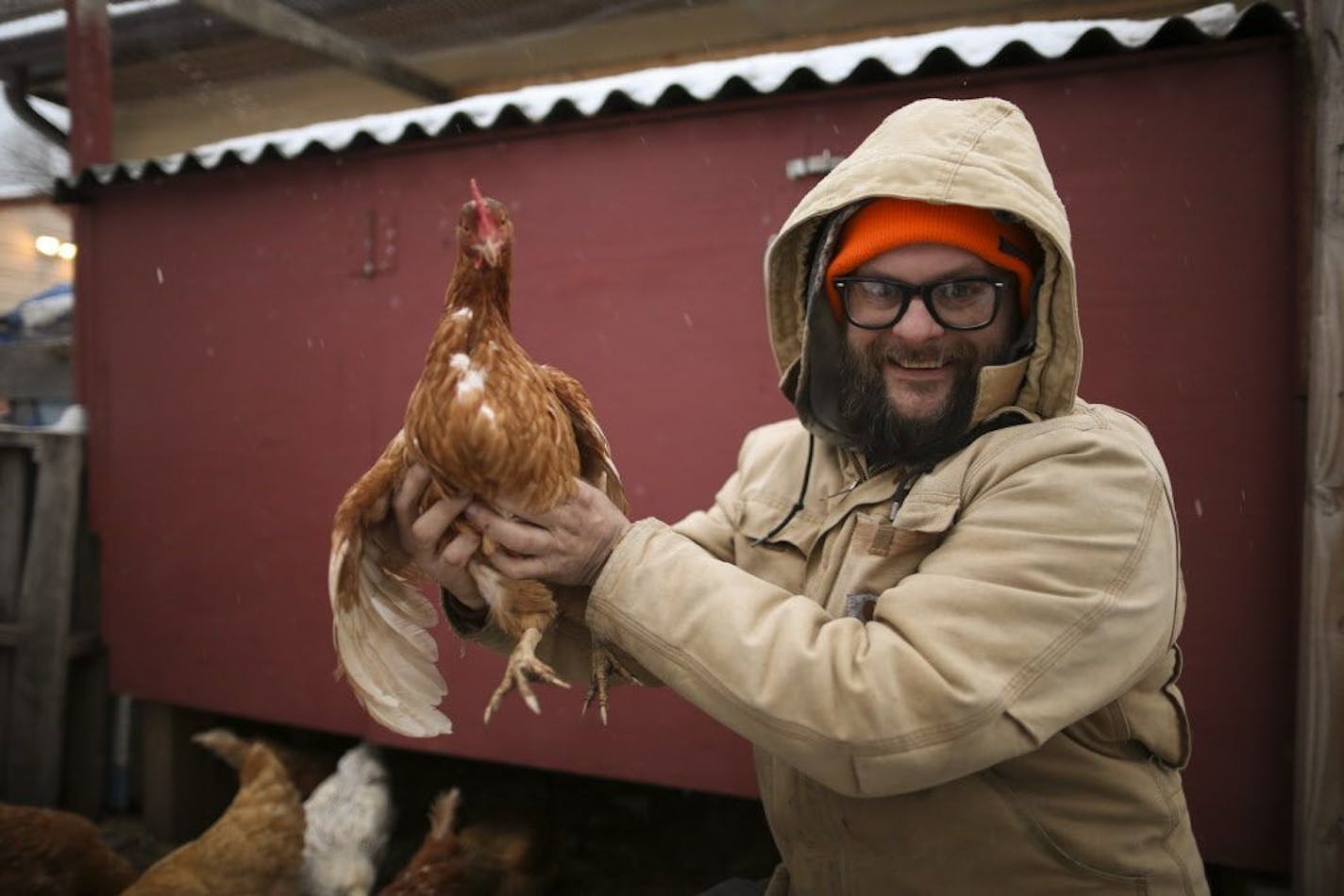 Rob Czernik held up Scarlet Johensson, a 3 year-old Red Star chicken in his back yard flock. He runs a feed business as well as a consulting service for city folk who want to keep chickens.