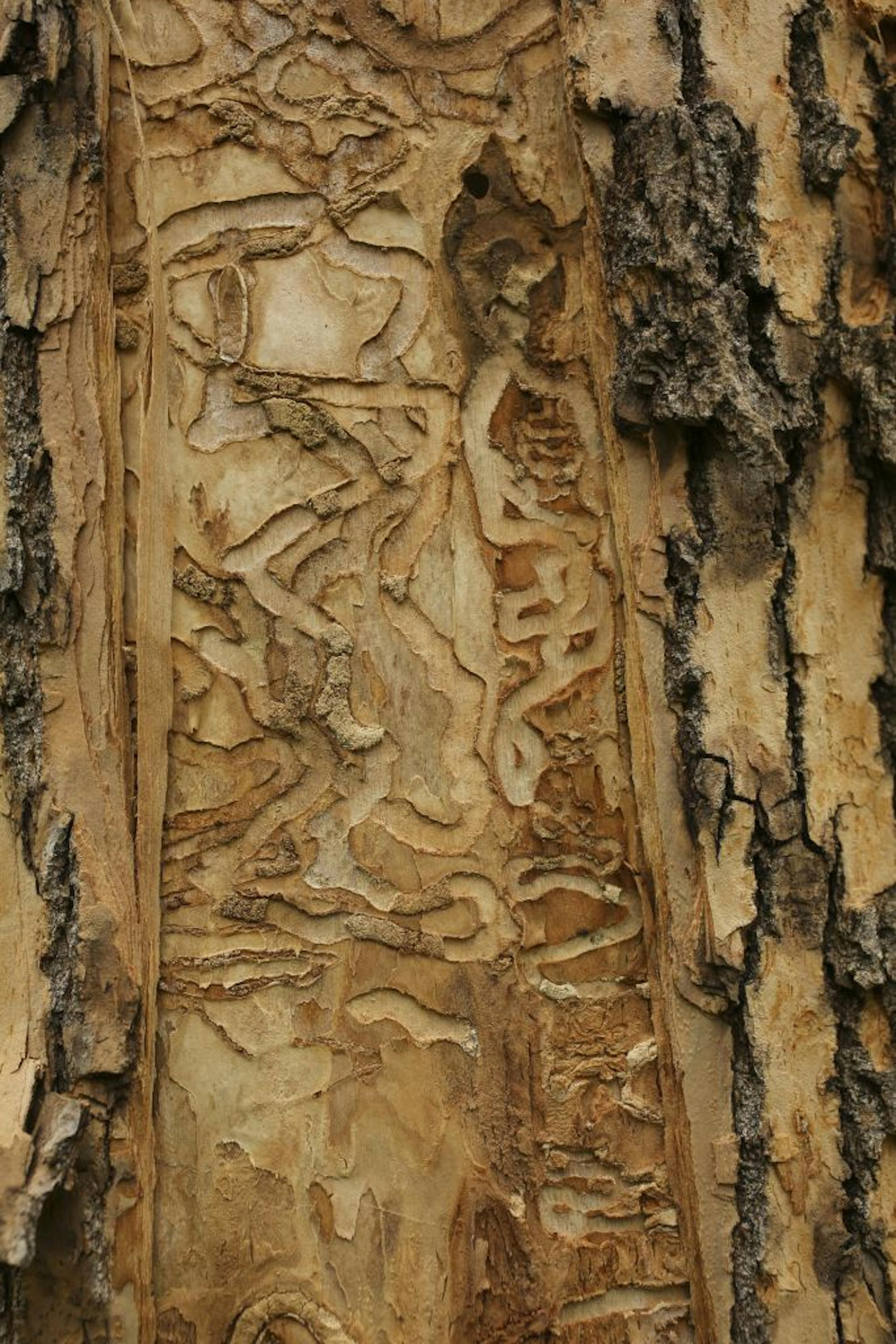 Emerald ash borers have left their signature at the Fort Snelling Golf Course. Bark pulled away at eye level revealed the S-shaped galleries made by larva. The hole near the top is from a woodpecker that was feeding on the bugs.