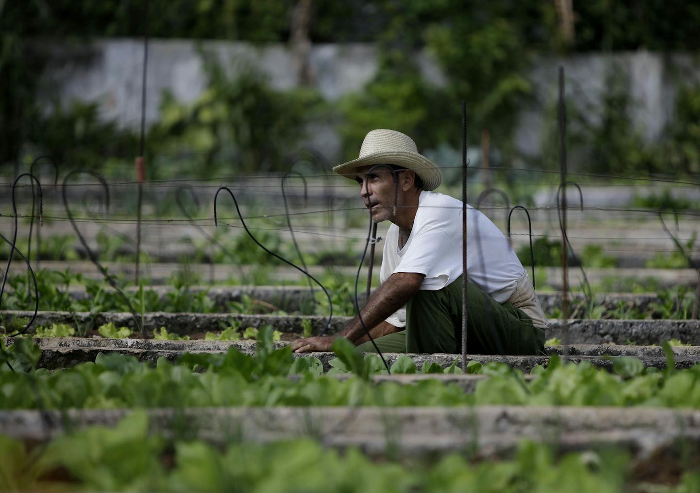 A farmer works in a lettuce field at a hydroponics farm which uses specialized irrigation methods to grow vegetables in smaller, non-rural areas, in Havana, Cuba, Monday Nov. 21, 2011. The Cuban government is authorizing farmers to sell their products directly to state-run tourist hotels and restaurants, eliminating the need to go through a government redistributor, authorities said Monday. (AP Photo/Javier Galeano) ORG XMIT: NYOTK