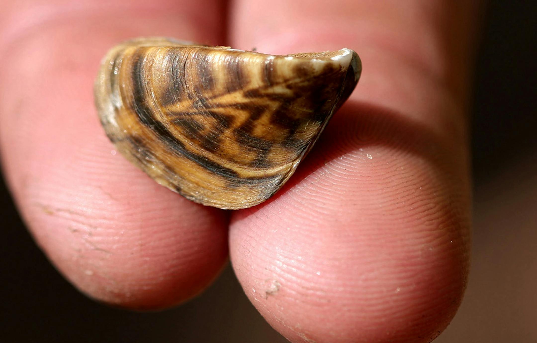 A Minnesota Department of Natural Resources representative holds a zebra mussel at the North Arm Public Boat Access in Orono July 11, 2012. A new pilot program at the county-operated launch--one of the five busiest boat launches on Lake Minnetonka--is using new signs and dedicated boat check space to see if more boaters will properly check their watercraft. (Courtney Perry/Special to the Star Tribune) ORG XMIT: MIN2013090617232967 ORG XMIT: MIN1309061748171811 ORG XMIT: MIN1405282006422190