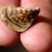 A Minnesota Department of Natural Resources representative holds a zebra mussel at the North Arm Public Boat Access in Orono July 11, 2012. A new pilo