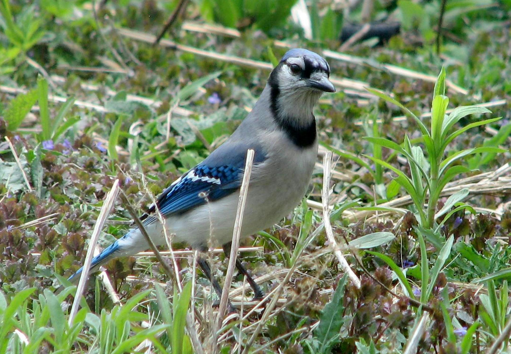 Bluejay of Portal Species for Outdoors Weekend