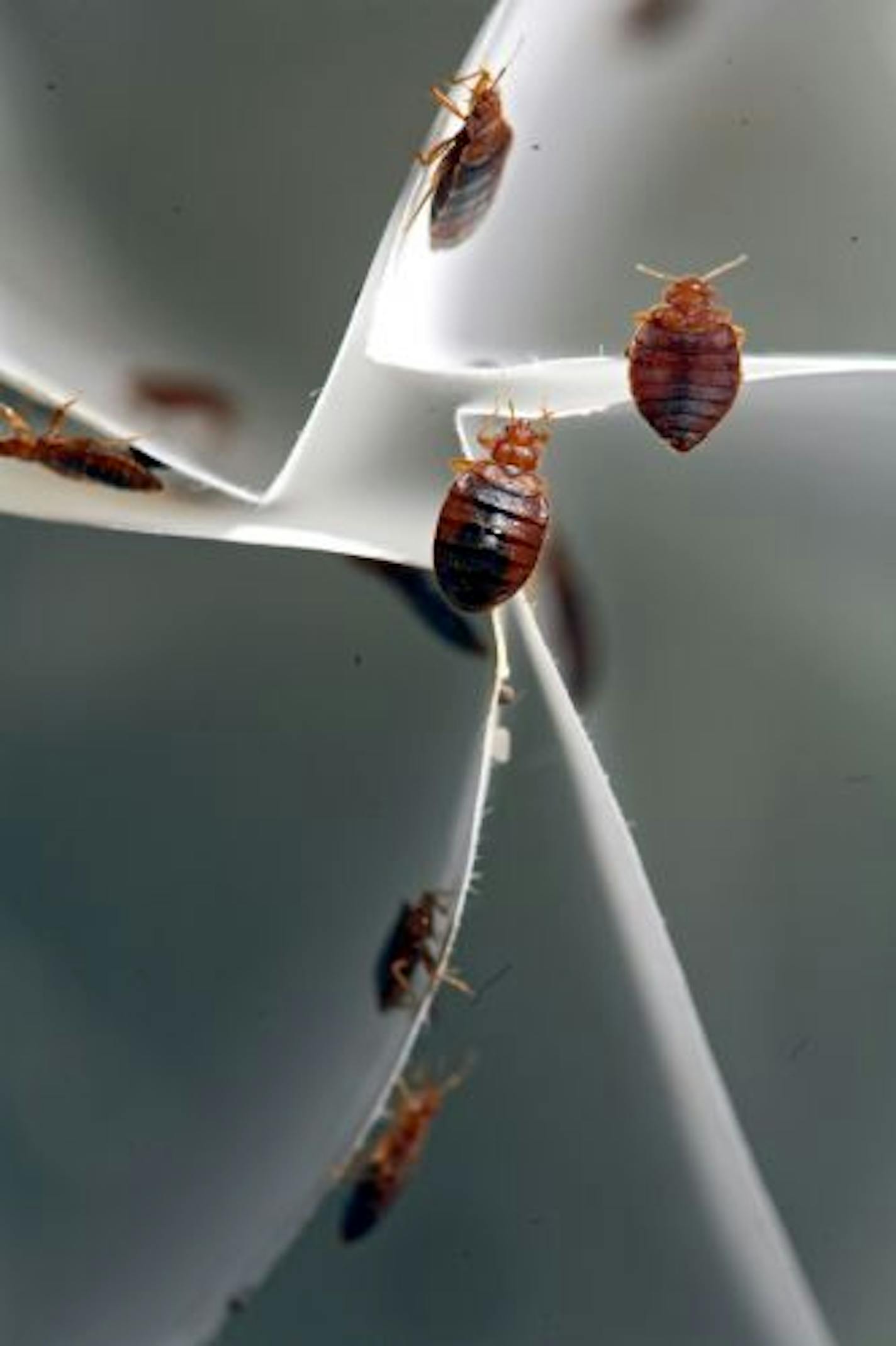 Bed bugs in the lab of Stephen Kells, a University of Minnesota entomologist