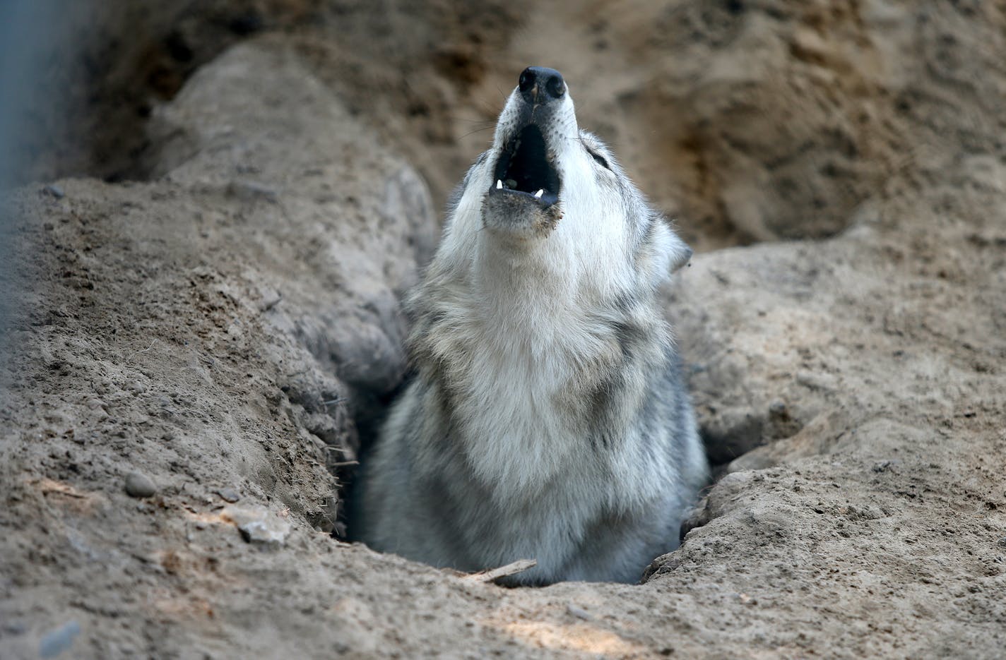 A wolf howls from a hole at the Wildlife Science Center near Forest Lake, Tuesday, August 27, 2013. Peggy Callahan is the founder and executive director of the center. (ELIZABETH FLORES/STAR TRIBUNE) ELIZABETH FLORES &#x2022; eflores@startribune.com ORG XMIT: MIN1309021022020906