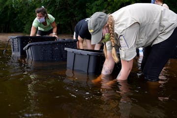 A Minnesota Department of Natural Resources crew transplanted 3,506 mussels native to Minnesota in spring 2020 in the St. Croix River. The stretch of 