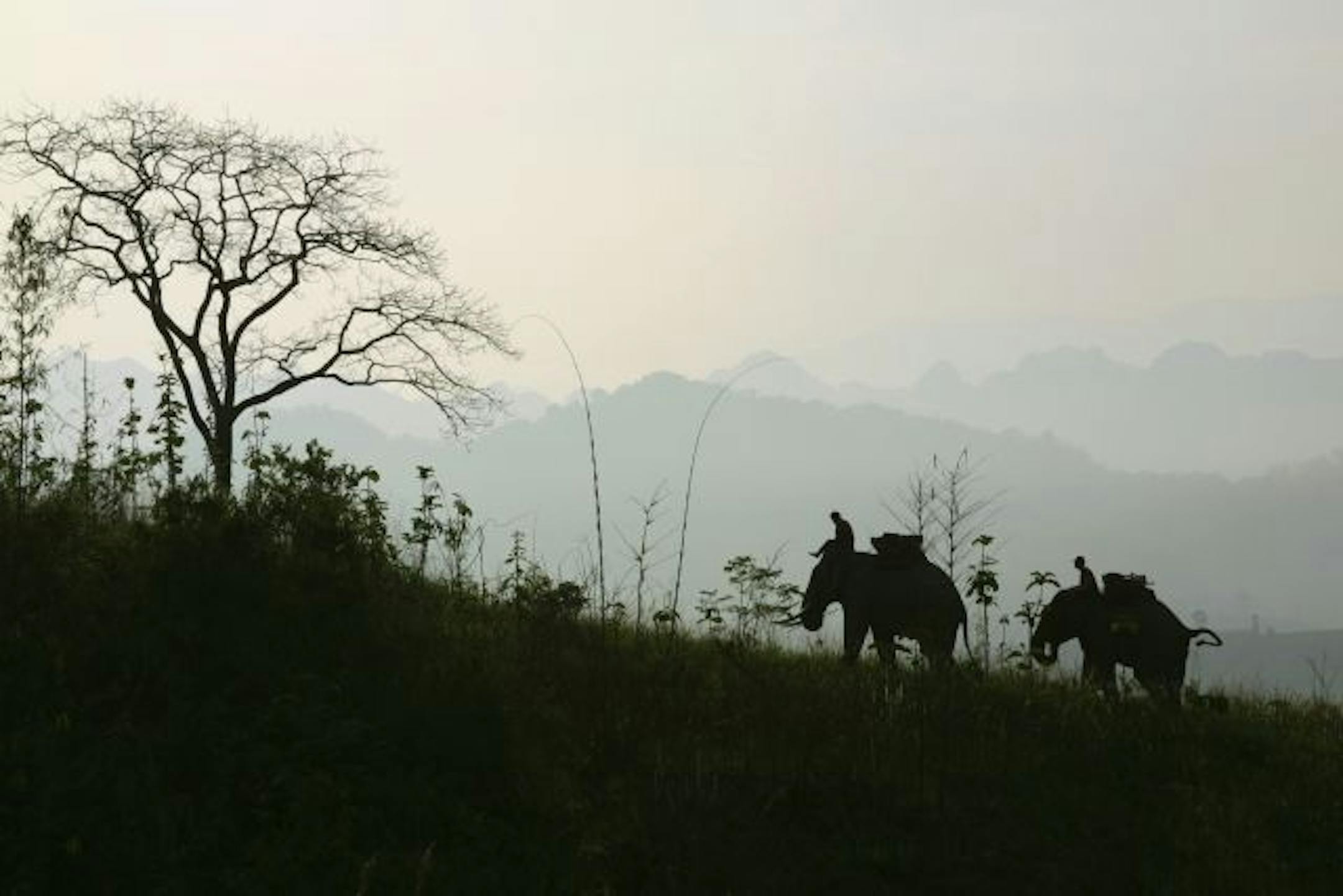 Elephants walking up a hill in Thailand.