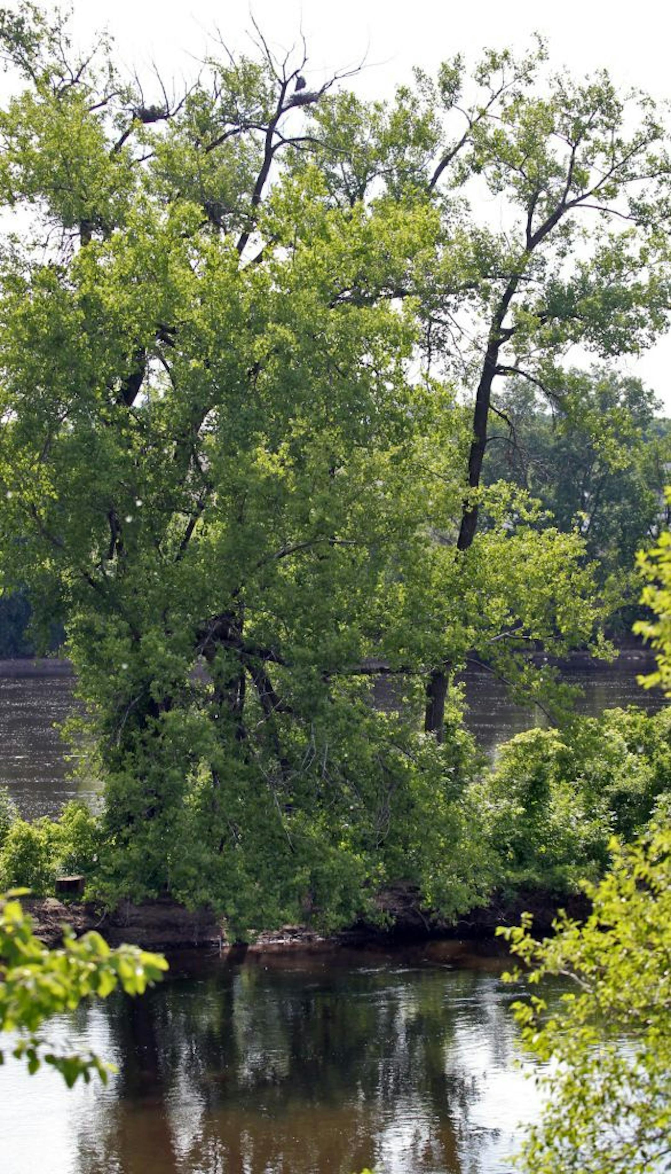 Herons have built nests in the top branches of trees on a small island off the shore of Marshall Terrace Park in Minneapolis.