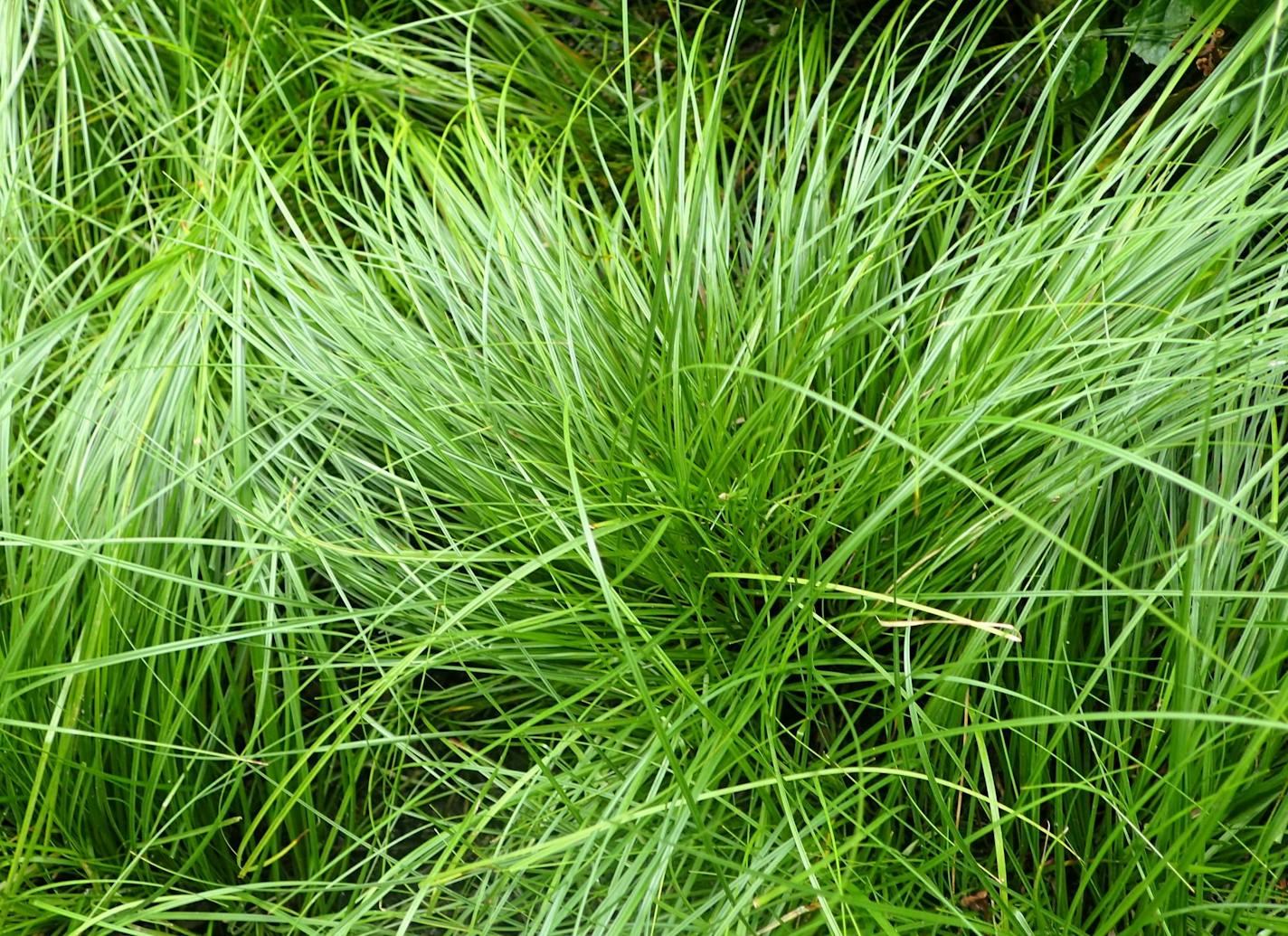 Author Alan Branhagen&#xed;s Top 10 Native Plants - Pennsylvania Sedge