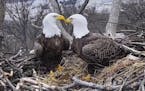 Eagle cams are popular throughout the country. This image from video provided by Earth Conservation Corps Eagle Cam, shows bald eagles Liberty and Jus