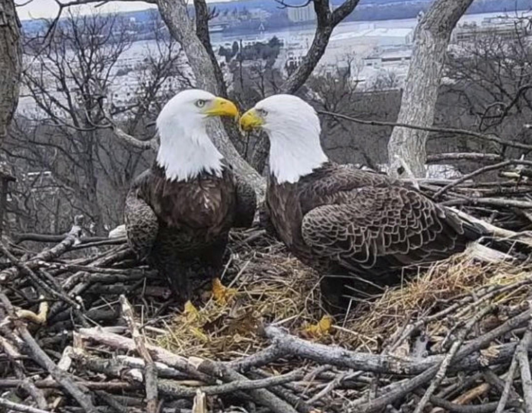 Eagle cams are popular throughout the country. This image from video provided by Earth Conservation Corps Eagle Cam, shows bald eagles Liberty and Justice on their nest in Washington.