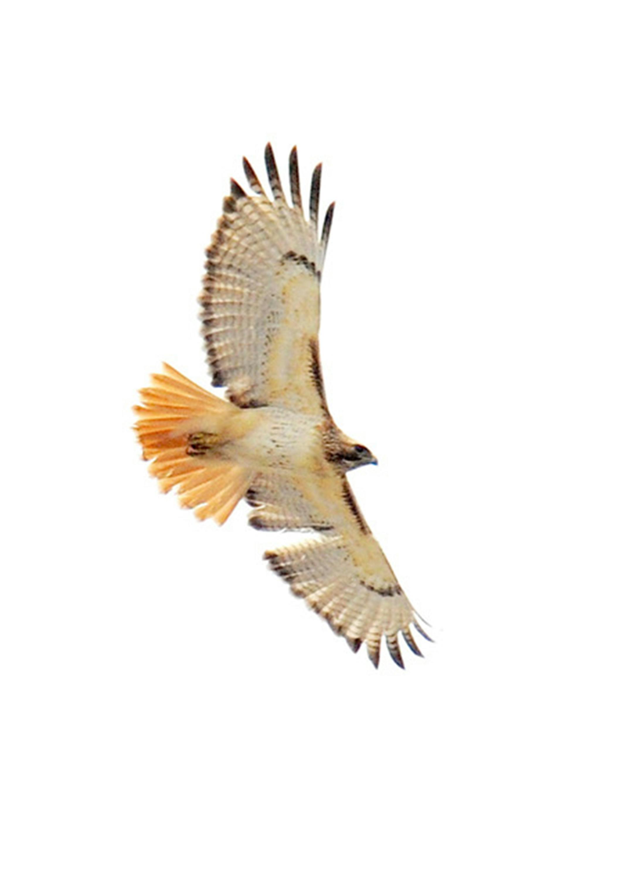 A red-tail soars. Jim Williams photo