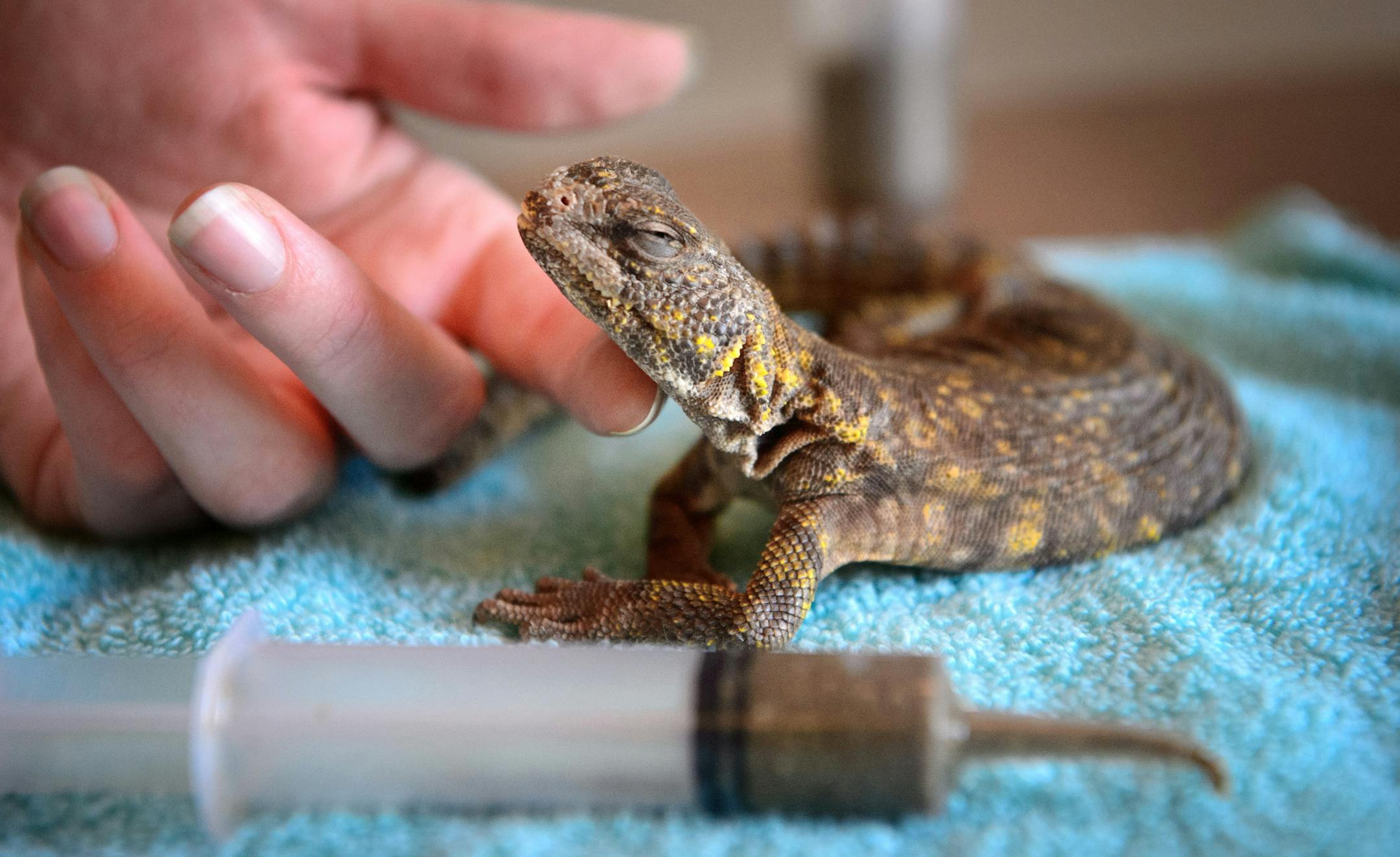 Kirsten Engeseth fed Zilla, a spiney-tailed lizard that came to her very ill, a critical care food through a syringe. She rubbed Zilla's neck to make sure the food went down. ] GLEN STUBBE * gstubbe@startribune.com Wednesday, March 2, 2016 An Eden Prairie woman has started Creepy Crawly, a rescue organization for reptiles, out of her home to care for reptiles that owners abandon or can't keep. The humane society doesn't take them and there's few places for them to go, since they require special