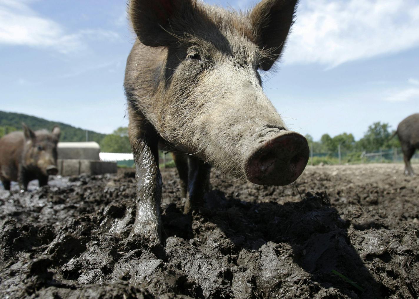 In this Aug. 24, 2011 photo, a feral hog stands in a holding pen at Easton View Outfitters in Valley Falls, N.Y. , wallowing and voracious foraging. (AP Photo/Mike Groll)