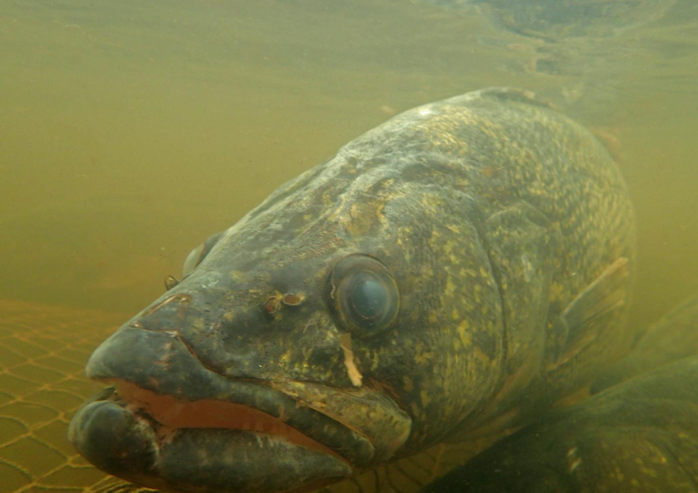 A walleye caught in a DNR trap at a Pke River egg collection station in Crow Wing County bides its time.