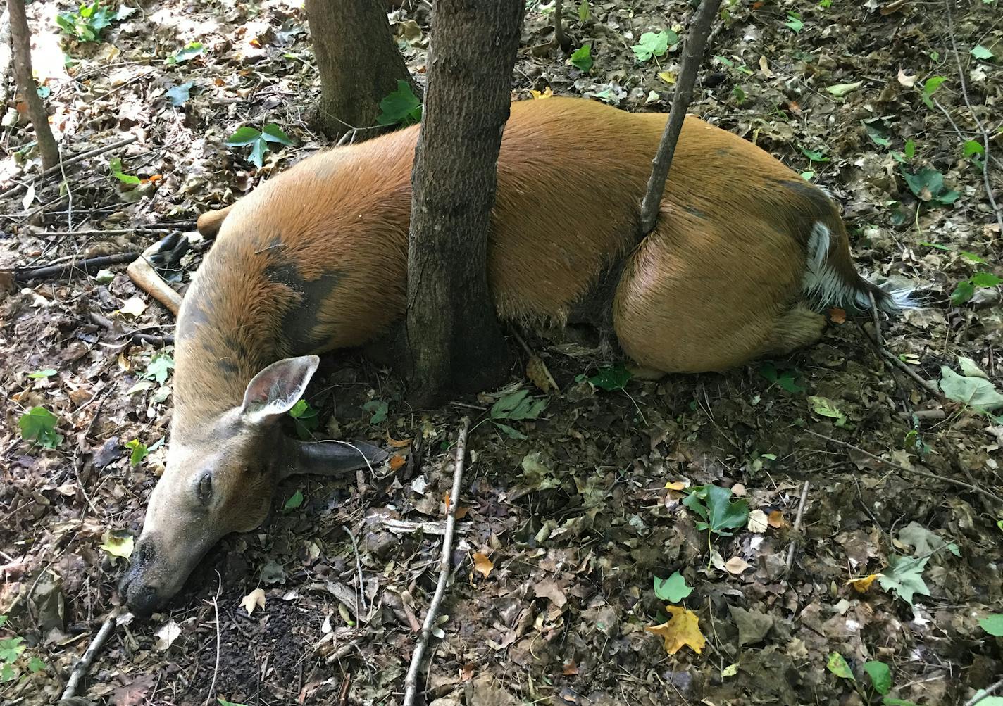 This deer, found with others on private land near Rice, Minn., may have died of Epizootic Hemorrhagic Disease (EHD), a deer killer that has been prevalent in other states, but until now not in Minnesota. The disease is transmitted by small biting insects.