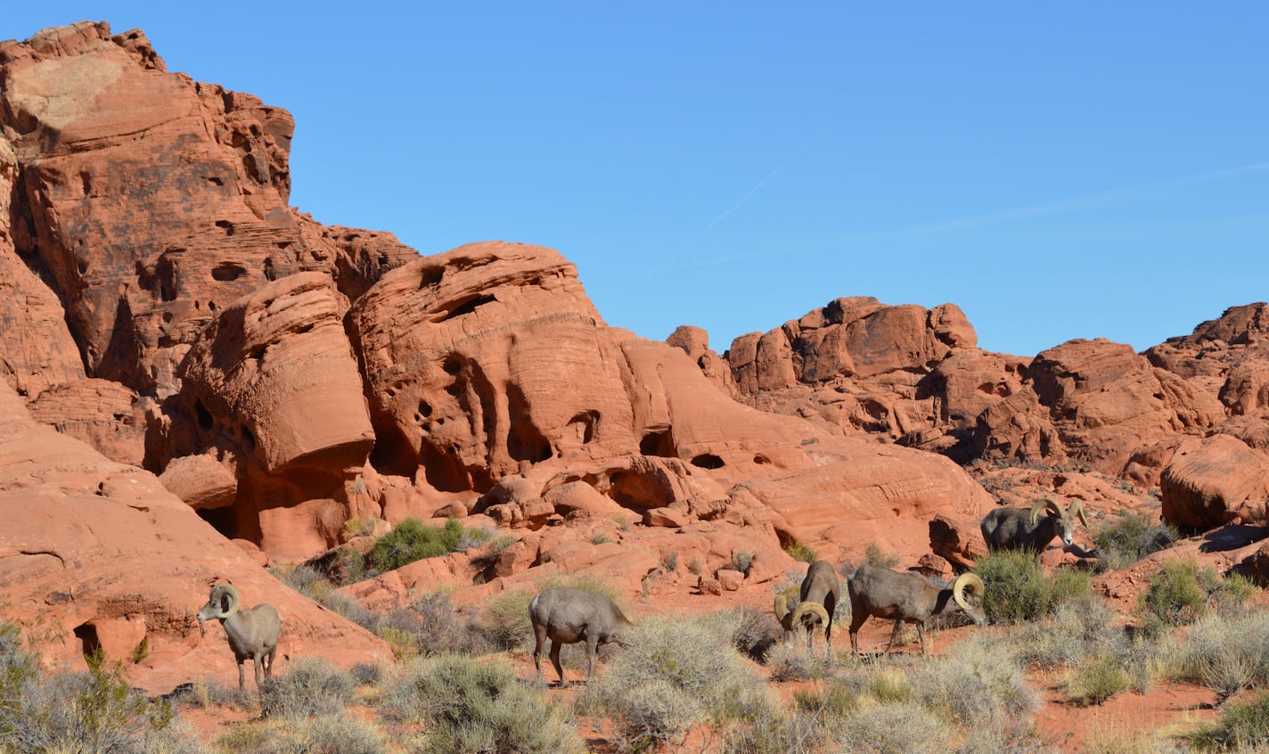 Just an hour northeast of Las Vegas, Valley of Fire state park offers gaze-grabbing vistas, peeks at wildlife and the opportunity to get lost. Photo by Amelia Rayno * amelia.rayno@startribune.com