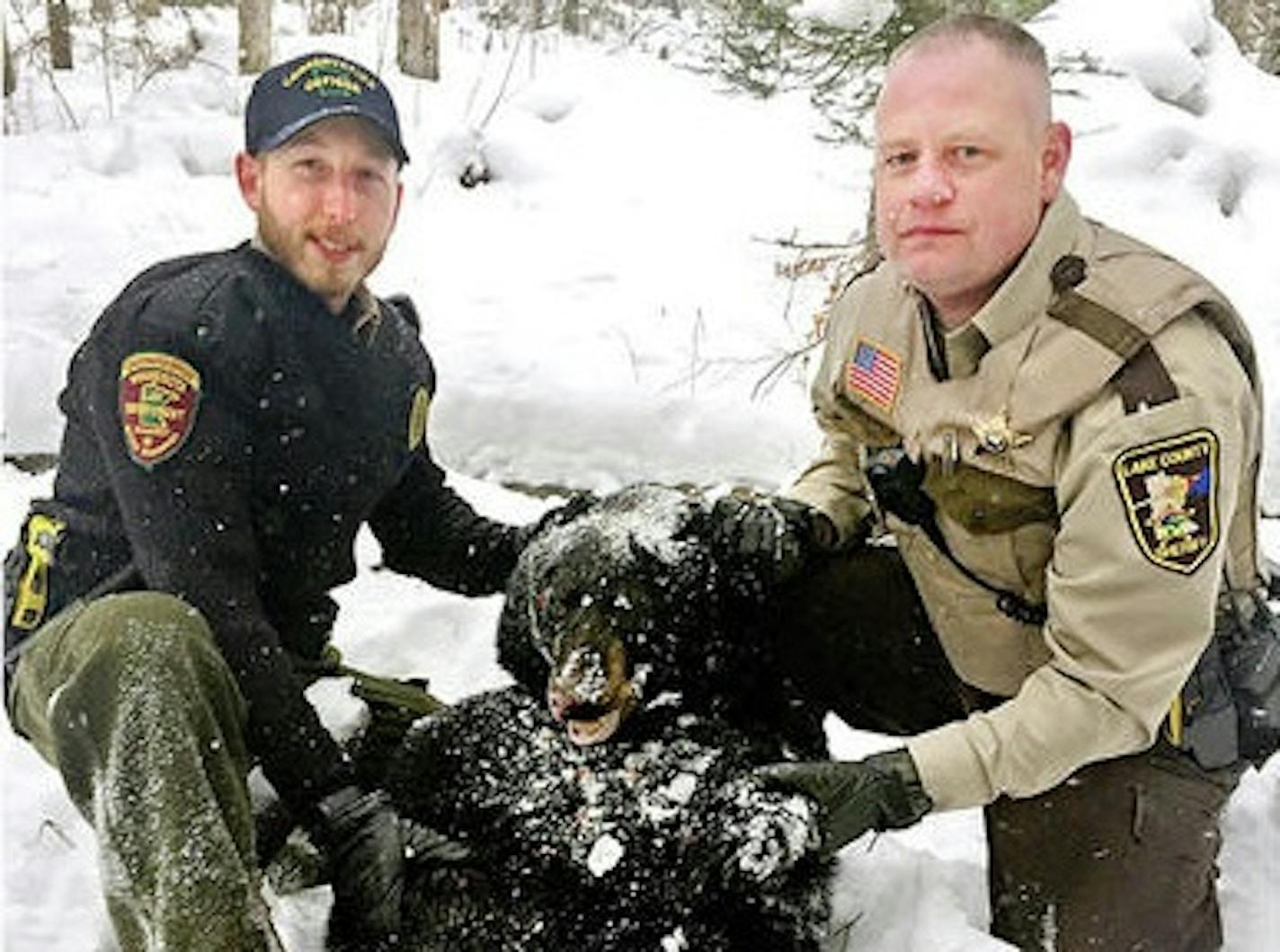 Minnesota Department of Natural Resources conservation officer Sean Williams, left, and Lake County Sheriff's Deputy Mike McGregor, with the bear that attacked men in two incidents Tuesday.