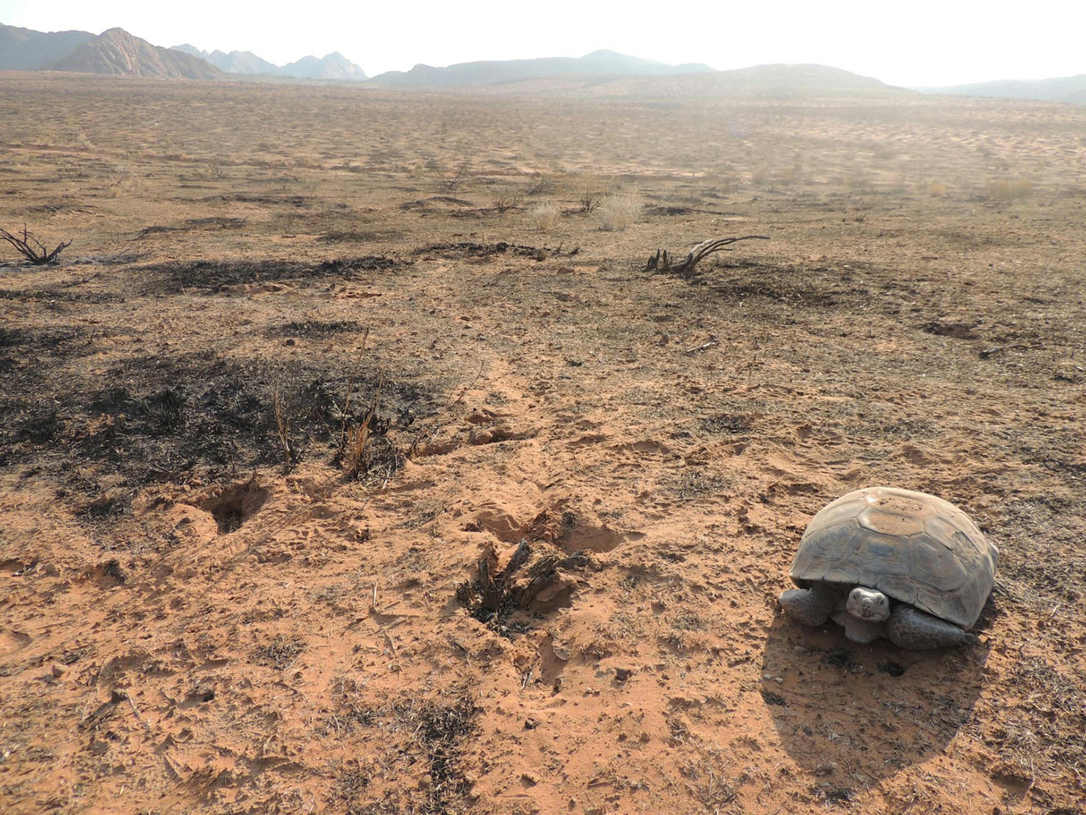 Wildlife experts in Utah say they just discovered one particular Mojave desert tortoise that shows evidence of having survived not one, but two large wildfires. (Utah Division of Wildlife Resources/TNS)