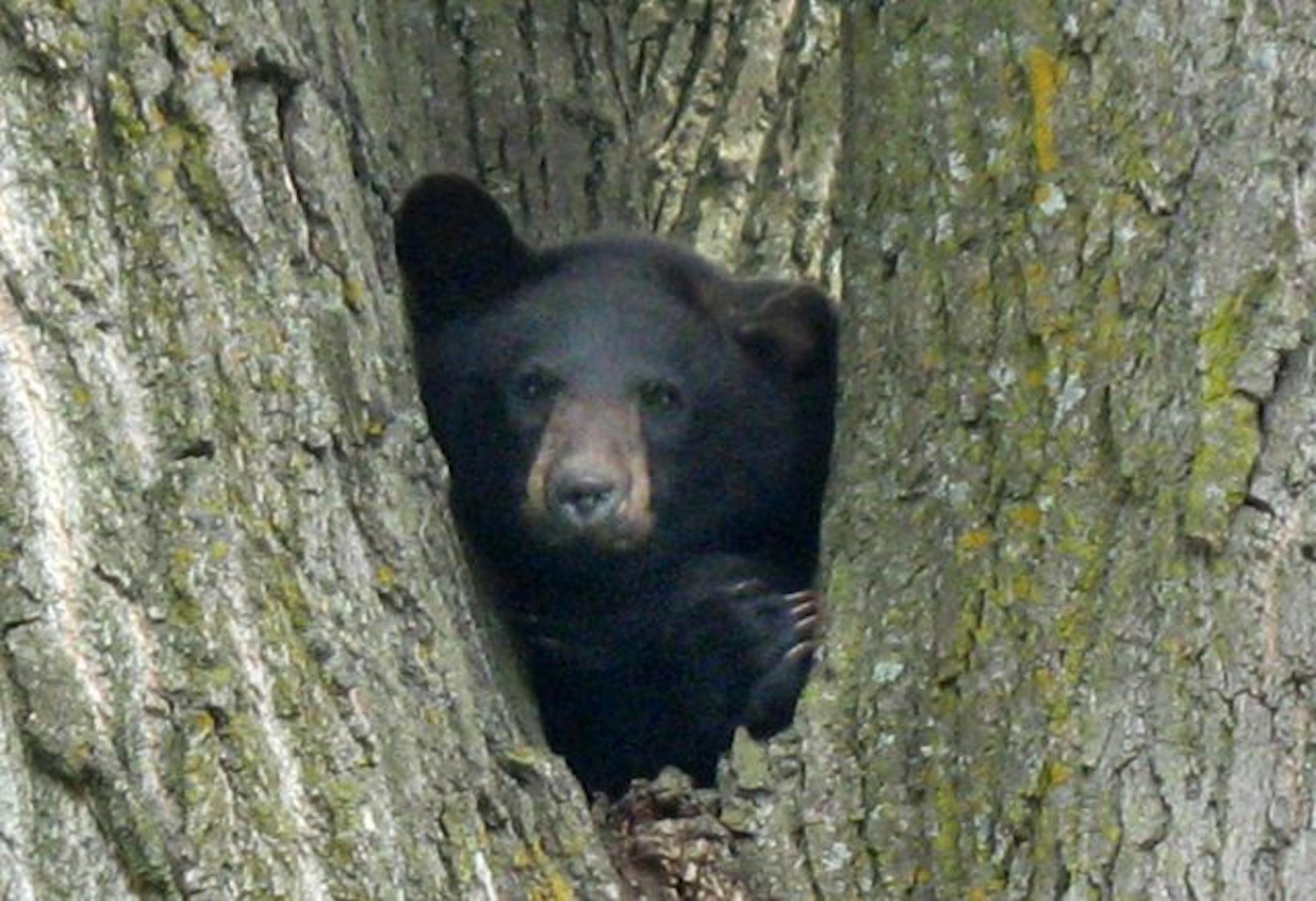 An Anoka resident photographed this bear near Anoka High School on Coolidge Street, near Highway 47 and County Road 116 (Industrial Blvd.).