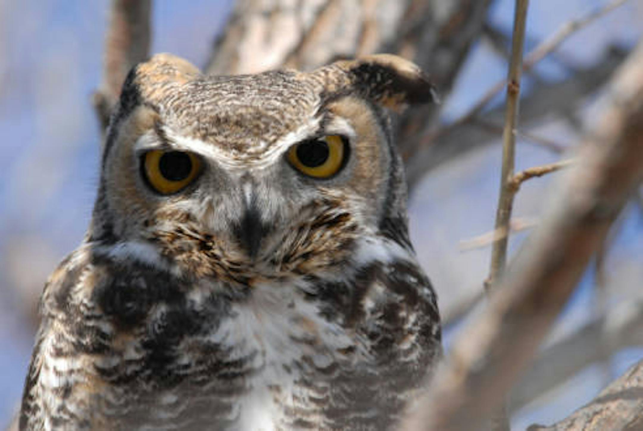 Great horned owl