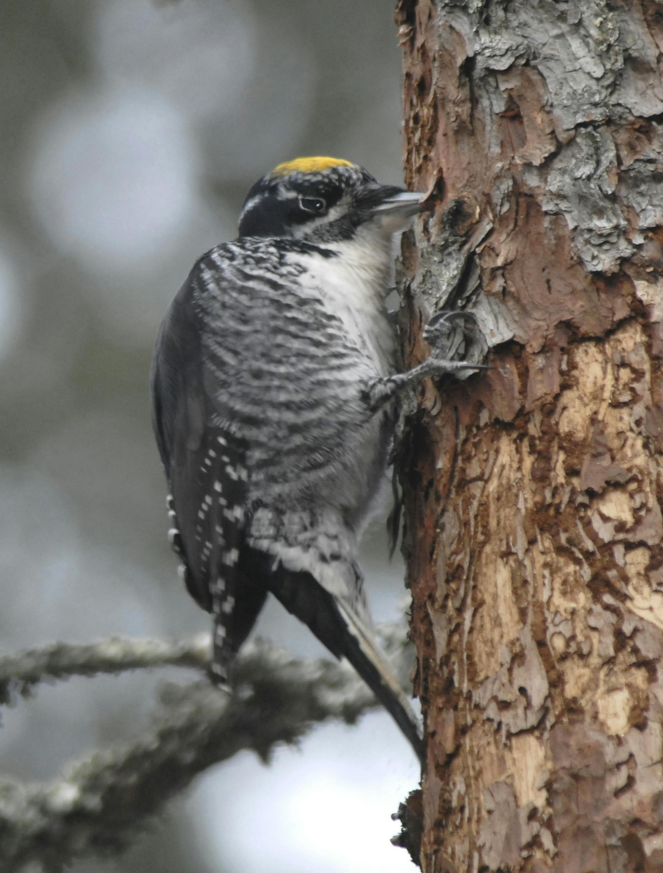 Northern three-toed woodpecker, male