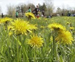 Amid fields of dandelions, children enjoy a welcome sunny day and play organized youth soccer in Longwood Park in Macedonia, Ohio on Saturday, May 7, 