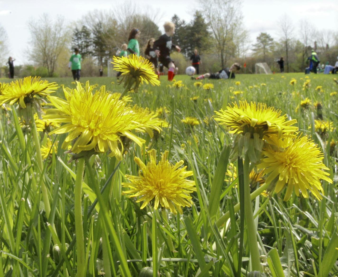 Amid fields of dandelions, children enjoy a welcome sunny day and play organized youth soccer in Longwood Park in Macedonia, Ohio on Saturday, May 7, 2011. (AP Photo/Amy Sancetta)