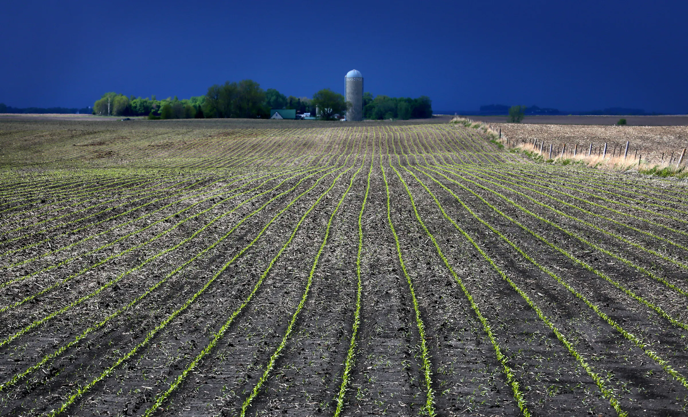Corn-ucopia: Farmers have sunny outlook for Minnesota's biggest crop