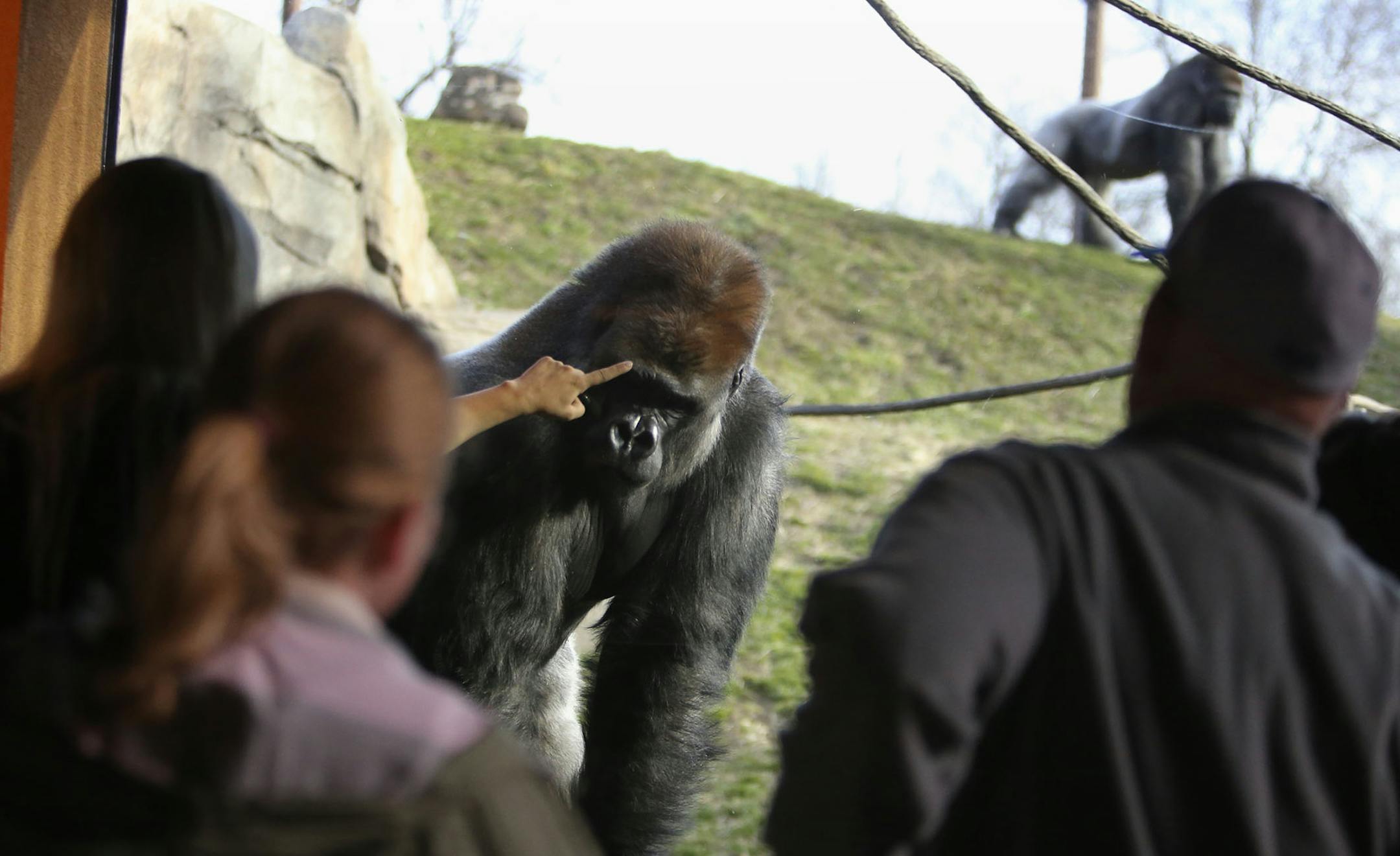 For the first time, the Como Zoo is offering a behind-the-scenes tour, what some might call a "signature experience." Here, Jamir, one of three bachelor gorillas at Como, checked out folks from various Twin Cities organizations who got a behind-the-scenes look at the Como Zoo Tuesday, March 22, 2016.](DAVID JOLES/STARTRIBUNE)djoles@startribune.com Have a book club looking for a different twist on Como Zoo? Coach a baseball team that might like to be Saints for a day? Visit St. Paul is joining th