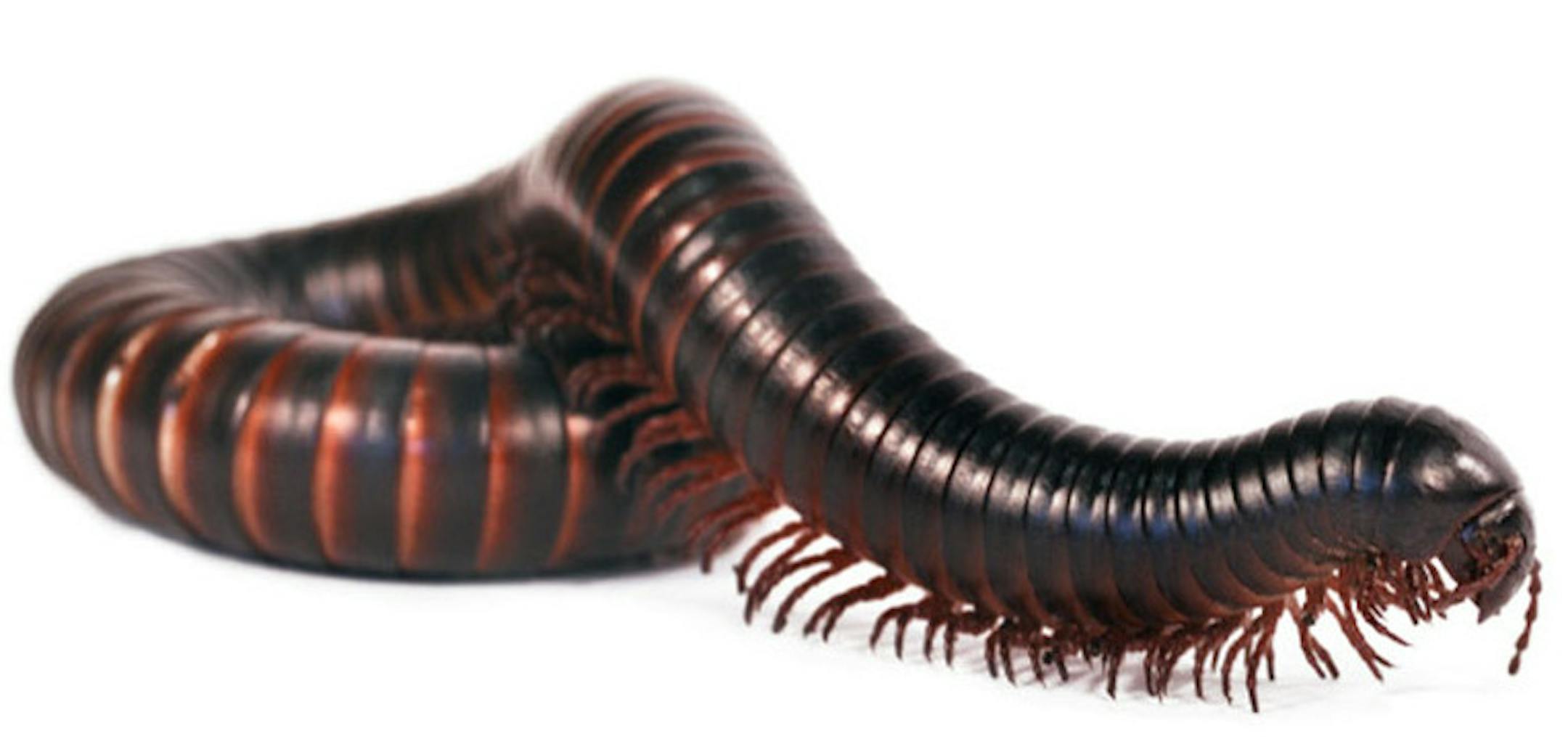 Provided
Creepy-Crawly Creature Awareness Weekend at Como Zoo.