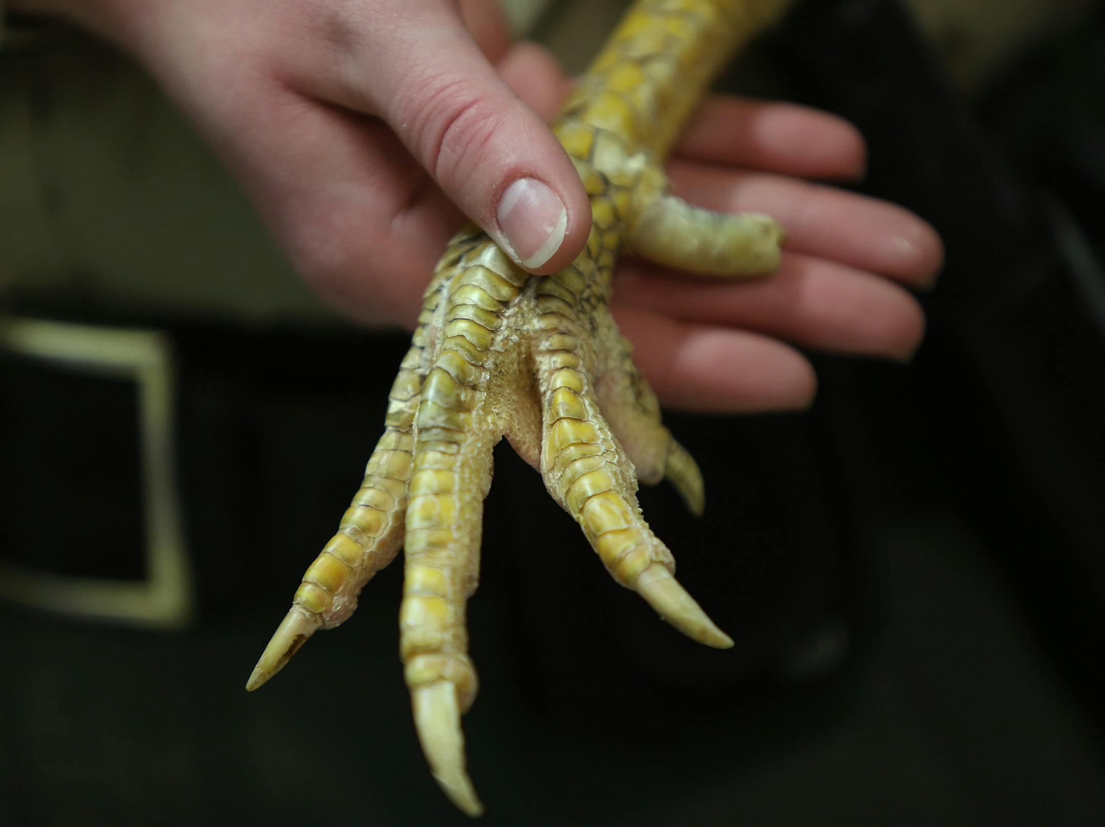 Animal control officer Melissa Mathis held one of the birds, with a damaged spur, that was impounded at the Minneapolis Animal Care and Control facility.