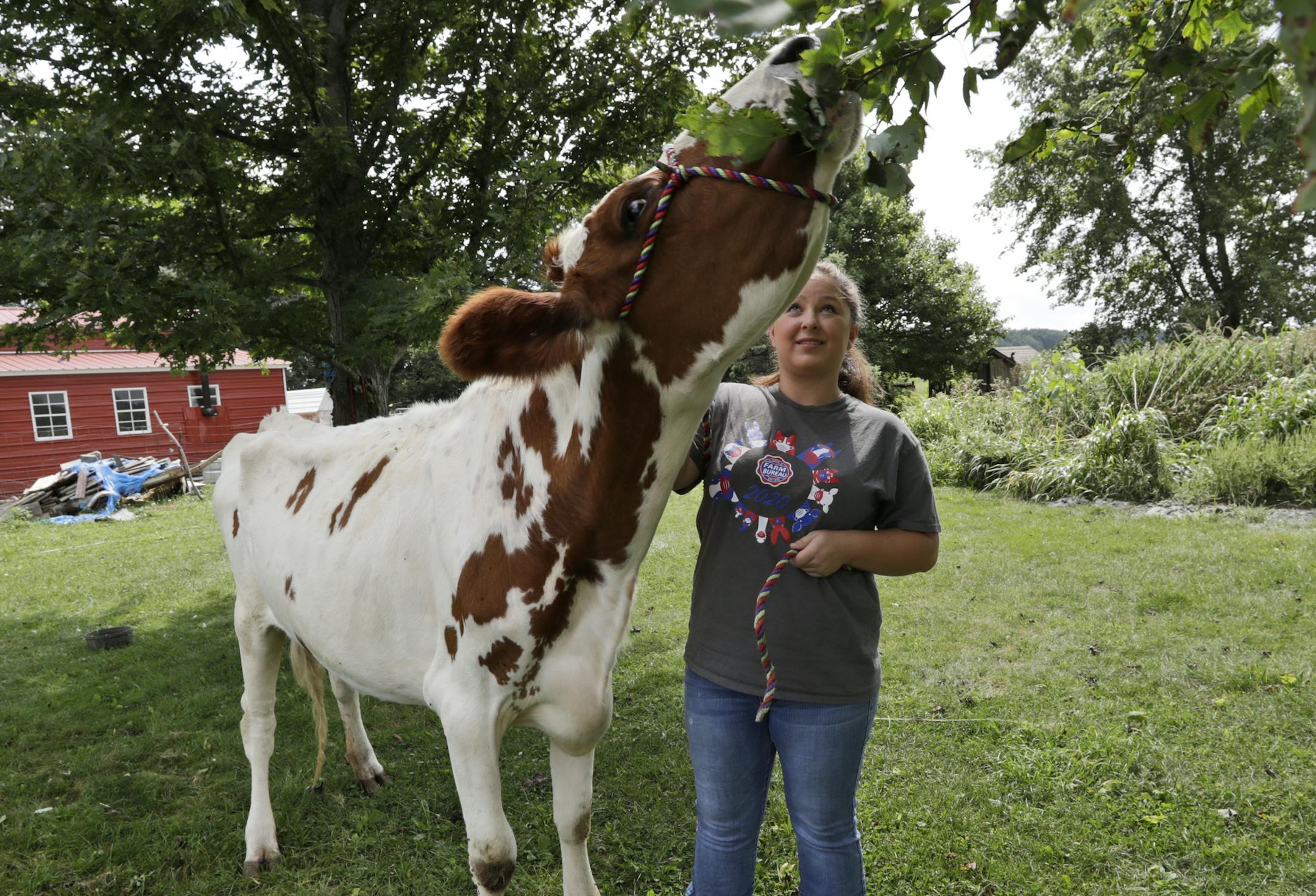 Arrissa Swails lets her cow, Honey, eat from a tree in the backyard, Tuesday, Sept. 1, 2020, near Jenera, Ohio. This week, she'd be parading her livestock at the Hancock County Fair, hoping to win a grand champion ribbon during her last turn in the show ring. The Hancock County Fair was cancelled due to the coronavirus. (AP Photo/Tony Dejak)